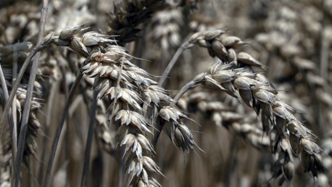 Prenizke cene za pšenico